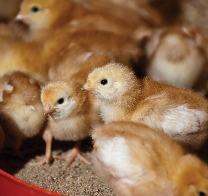 Hatching And Rearing Chicks Love Free Range Eggs
